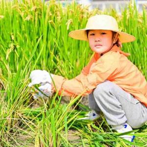 蘇州三六六研學旅行戶外拓展活動挖紅薯割稻子探索體驗課報名中