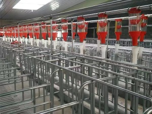 豬場自動化飼料喂料線的幾大優勢