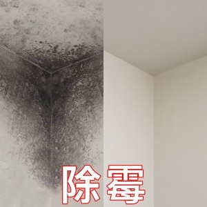 佛山除霉公司，墻面霉斑去除，上門處理霉菌