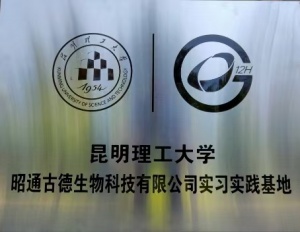昭通野生天麻治療眩暈